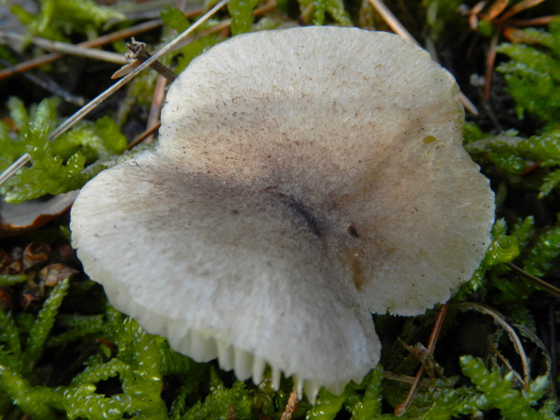 Tricholoma scalpturatum  s.l.